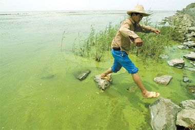 Algae spread over 40 sq km floats on Chaohu Lake, Anhui Province, yesterday but officials ruled out a serious outbreak. Hu Shi