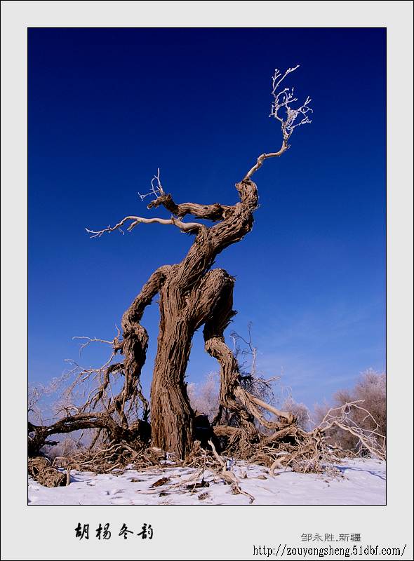 Photo selections of Zou Yongsheng