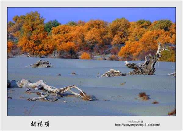Photo selections of Zou Yongsheng