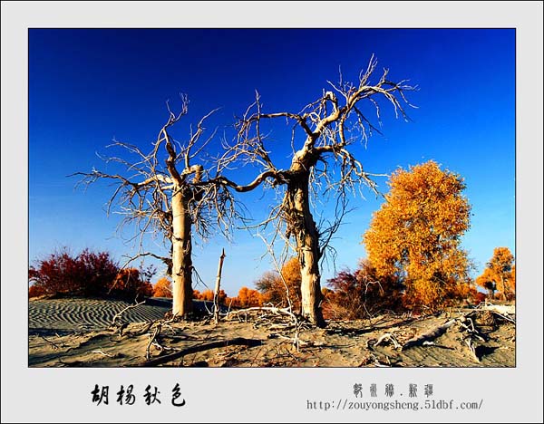 Photo selections of Zou Yongsheng