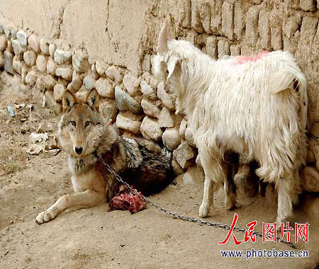 Wolf-goat friendship