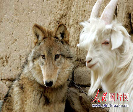 Wolf-goat friendship