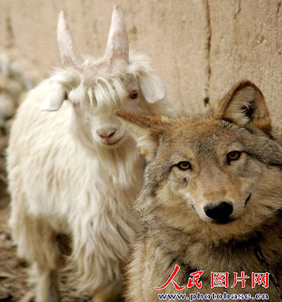 Wolf-goat friendship