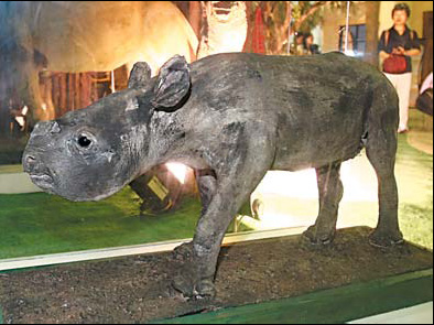 Animals gaining popularity