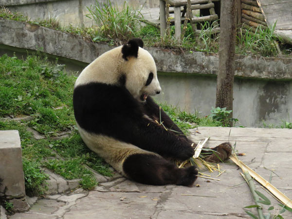Pandas enjoy post-quake peace