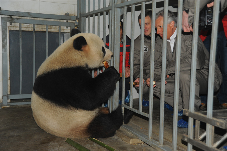 China's panda 'couple' ready for the trip