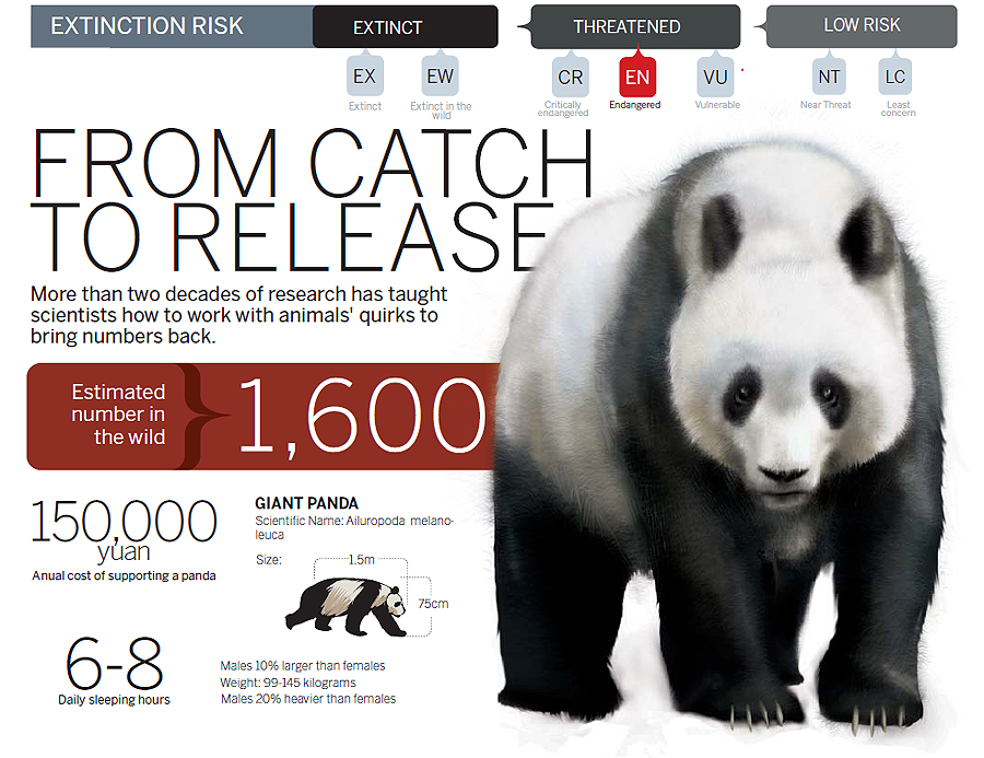 Giant pandas going wild