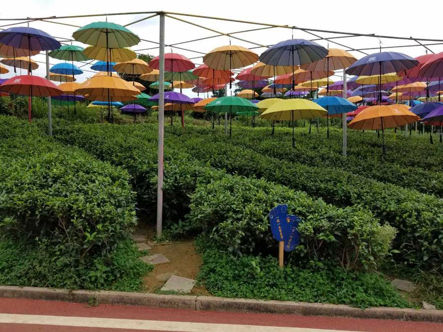 Guizhou's Meitan: Serving tea offline to online