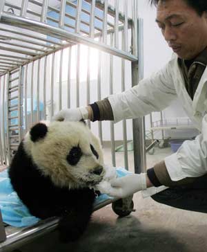 A veterinarian feeds an injured wild giant panda after operation at the Shaanxi Province Rare Wildlife Rescue & Breeding Research Center in Xi