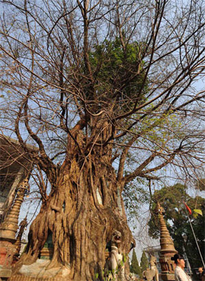 Tree-wrapped pagoda in Yunnan