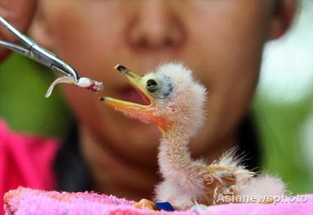 Rare bird flies back from the dead