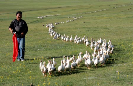 Mystery worms force out northwest China herdsmen