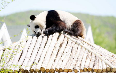 Panda becomes new attraction in NE China city zoo