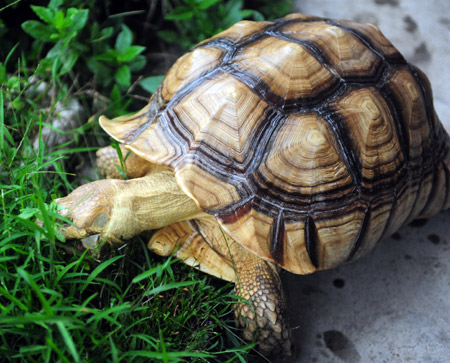 Pet tortoise grows up to 40kg