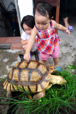 Pet tortoise grows up to 40kg