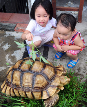 Pet tortoise grows up to 40kg