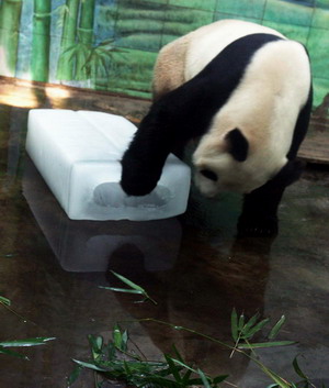 Panda gets an icy gift amid summer heat