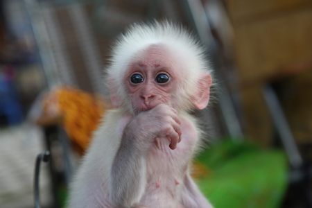 Curious baby monkey in SW China