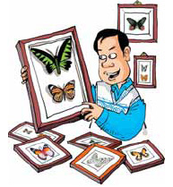 Collector's butterflies set to take center stage