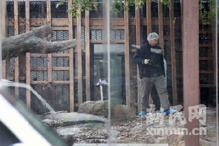 Tiger bites keeper to death in Shanghai zoo