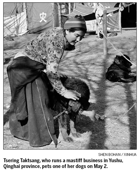 Famished and unattended mastiffs in search of care