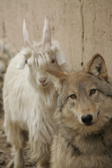 Wolf and goat living together in harmony