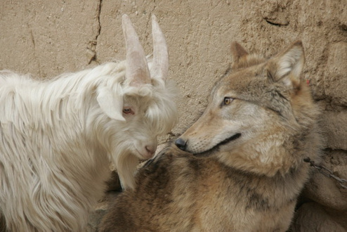 Wolf and goat living together in harmony