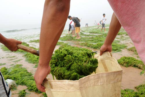 Green algae hits Qingdao beaches