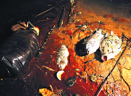 Sewage leakage kills slew of fish in East China