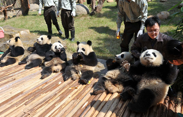 Pandas spread luck and happiness