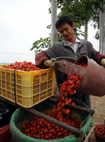 Yield to be increased to counter price surge