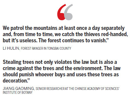 Rooting out the tree thieves to save forests