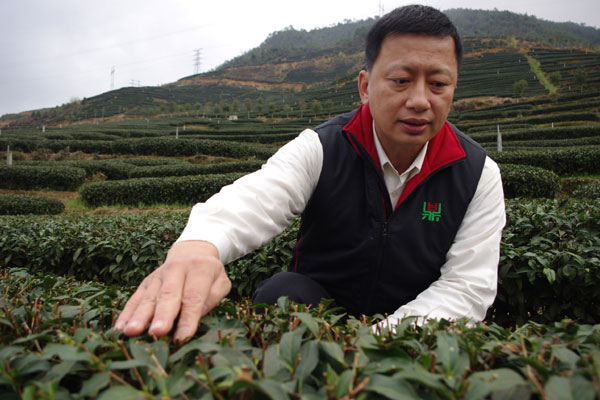 Tea grower returns to plant his roots