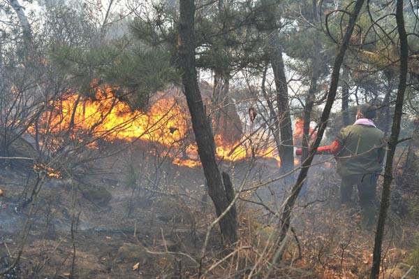 Forest fire breaks out in North China
