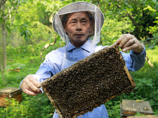 Romantic still loves the buzz from beekeeping