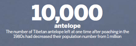 Volunteers help Tibetan antelope hit the road