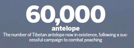 Volunteers help Tibetan antelope hit the road