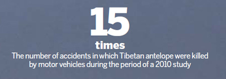 Volunteers help Tibetan antelope hit the road