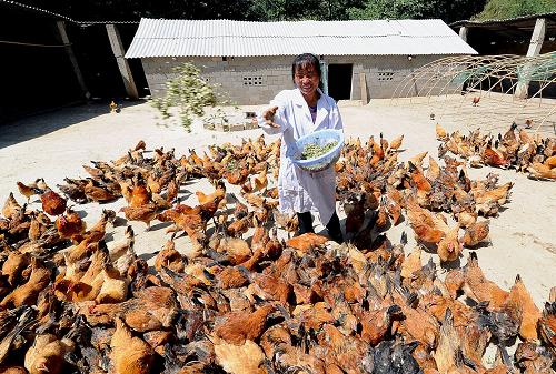 Chicken farm success story