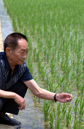 China sets new world record with hybrid rice yield