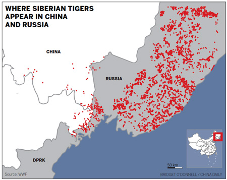 Wild tigers may vanish in 20 years