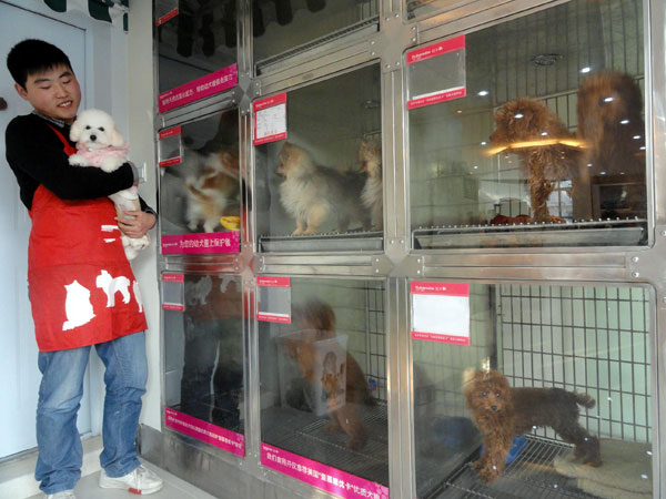 Pet stores struggle to cope with dogs abandoned|Society|