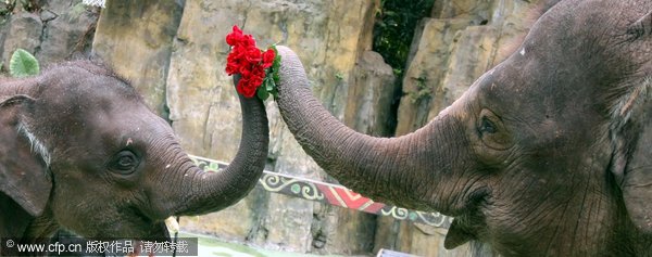 Elephants celebrate Valentine's Day