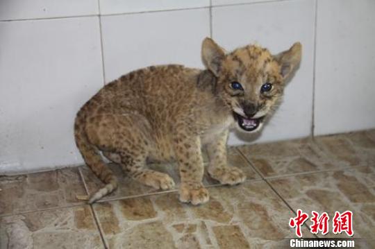 Tigon debuts in E China wildlife park|Society| Tigon debuts in E China wildlife park|Society|