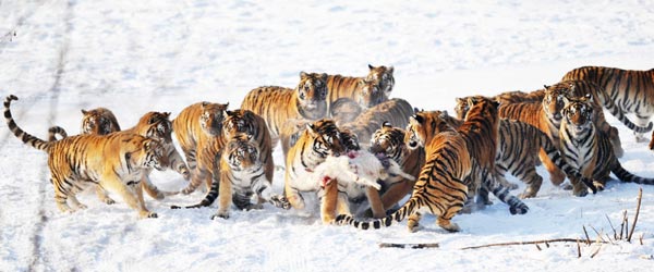 🐆 Snow Leopard vs 🐅 Siberian Tiger: See Who Wins