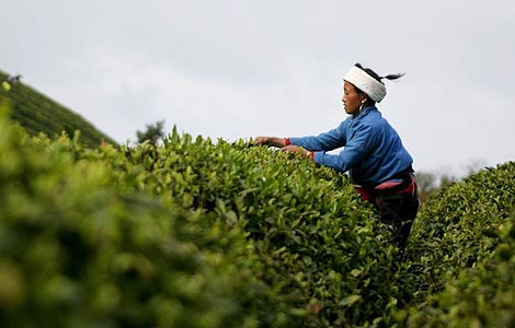 Officials say Chinese tea products safe
