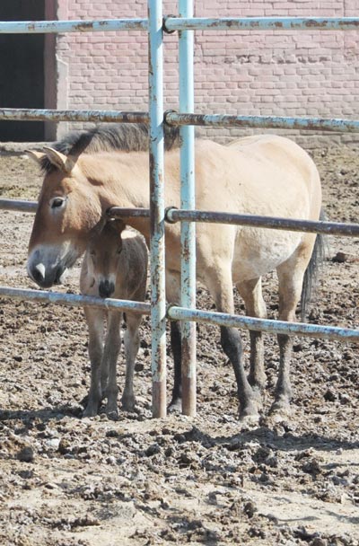 'Bachelors' ready to run with breeding