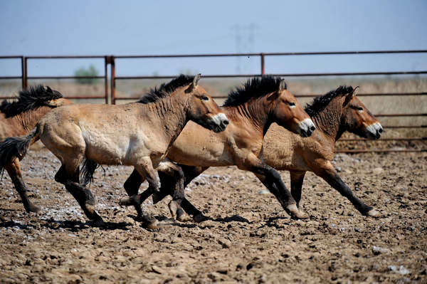 'Bachelors' ready to run with breeding