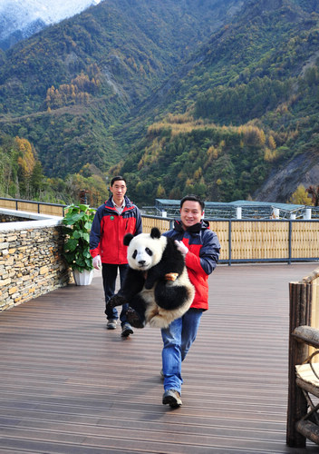 Earthquake pandas return home