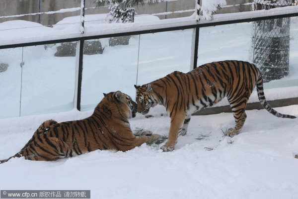 Volunteers to protect tigers